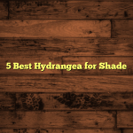 5 Best Hydrangea for Shade