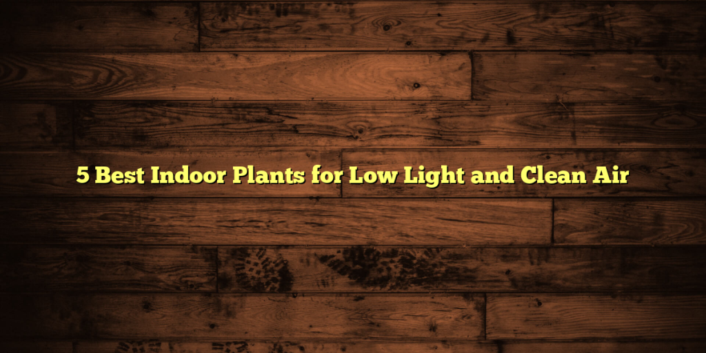 5 Best Indoor Plants for Low Light and Clean Air