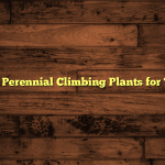 5 Best Perennial Climbing Plants for Trellis