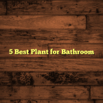 5 Best Plant for Bathroom