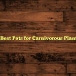 5 Best Pots for Carnivorous Plants