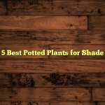 5 Best Potted Plants for Shade