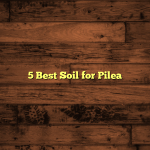 5 Best Soil for Pilea