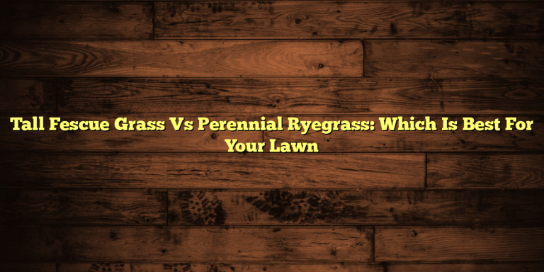 Tall Fescue Grass Vs Perennial Ryegrass: Which Is Best For Your Lawn