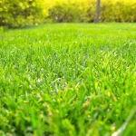 Best lawn care program