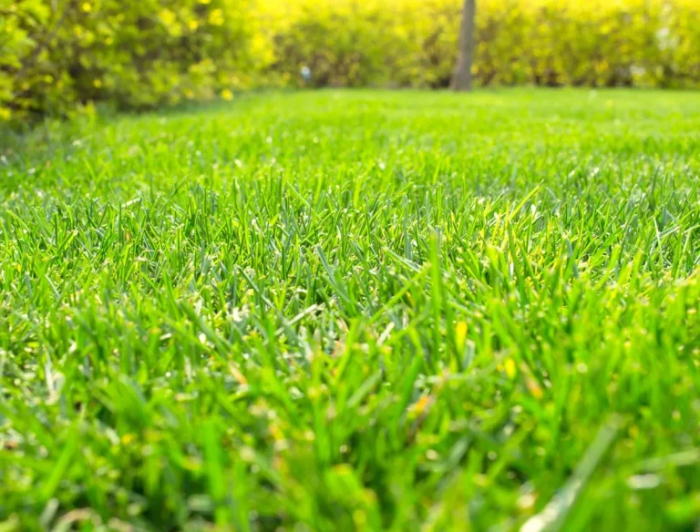 Best lawn care program