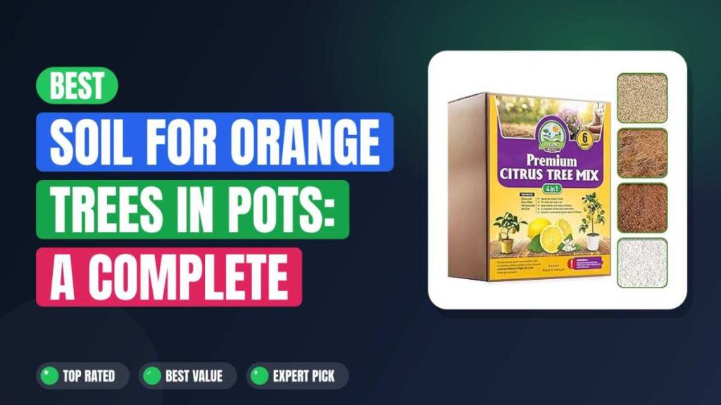 Best Soil for Orange Trees in Pots: A Complete Guide