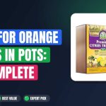 Best Soil for Orange Trees in Pots: A Complete Guide