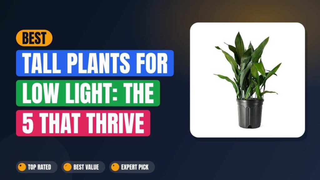 Best Tall Plants for Low Light: The 5 That Thrive