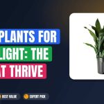 Best Tall Plants for Low Light: The 5 That Thrive