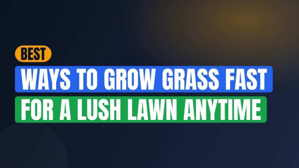 Best Ways To Grow Grass Fast For A Lush Lawn Anytime