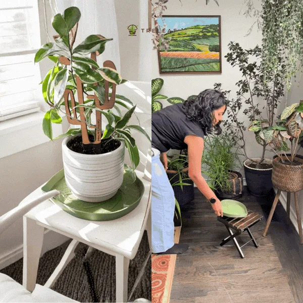 bottom watering