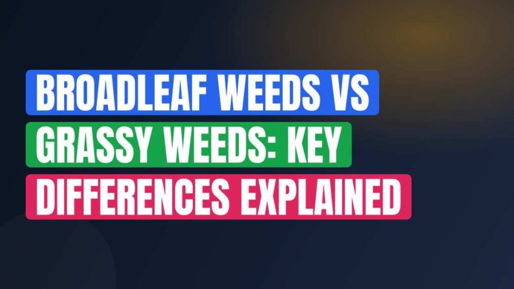 Broadleaf Weeds Vs Grassy Weeds: Key Differences Explained