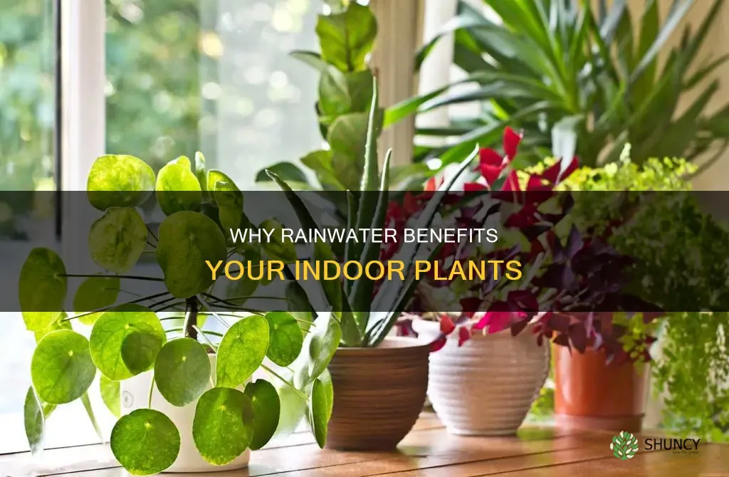 Can I use rainwater for my indoor plants?