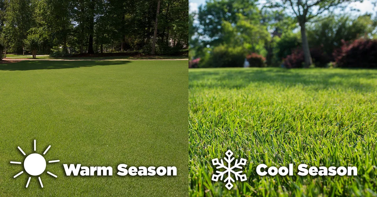 cool-season vs warm-season grass