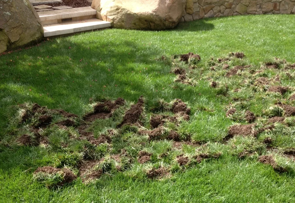 How to stop animals from digging for grubs?