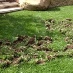 How to stop animals from digging for grubs?