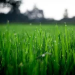 Lawn care for Dummies pdf