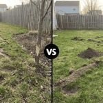 lawn damage patterns skunk raccoon armadillo
