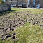 raccoon lawn damage