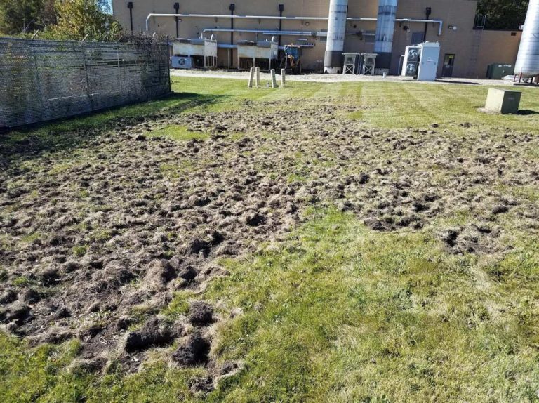 raccoon lawn damage