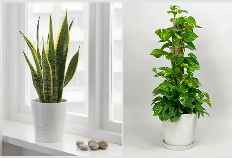 snake plant vs pothos