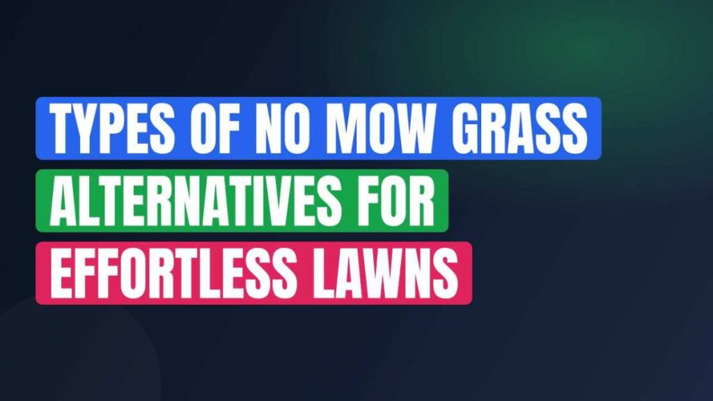 Types Of No Mow Grass Alternatives For Effortless Lawns