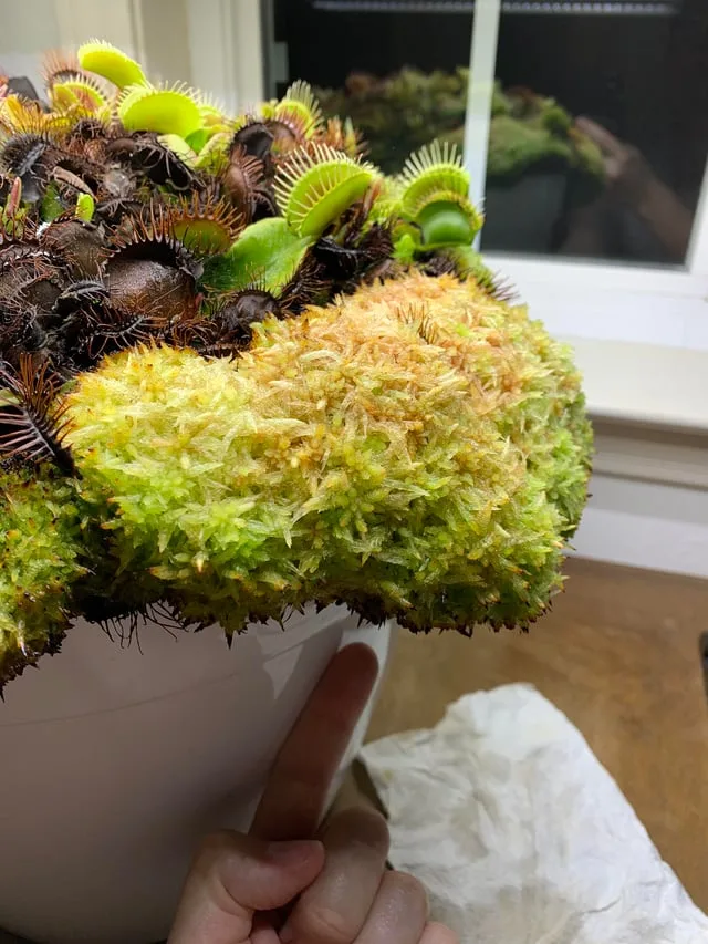 Venus flytrap