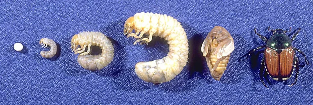 What animal do grubs turn into?