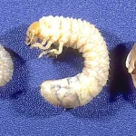 What animal do grubs turn into?