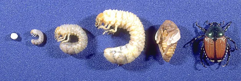 What animal do grubs turn into?
