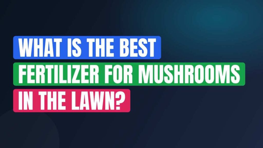 What Is The Best Fertilizer For Mushrooms In The Lawn?