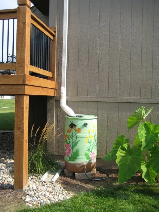 What is the best way to collect rainwater for plants?