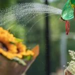 What is the best way to water indoor plants?