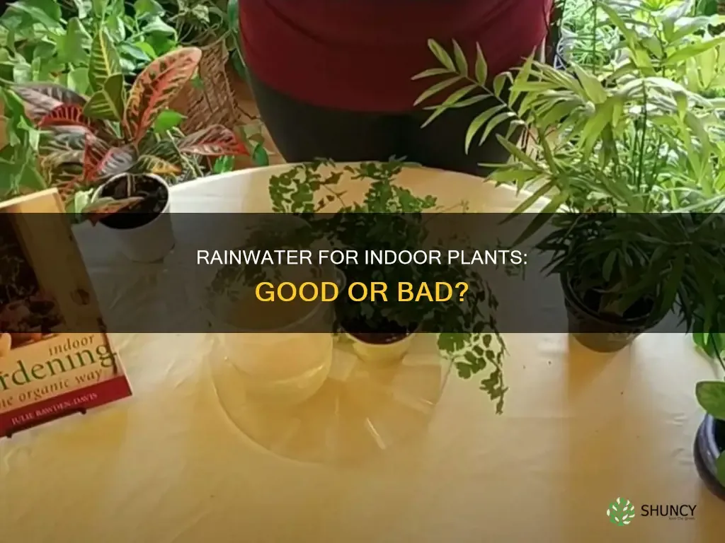 What Rainwater Actually Does to Indoor Plants