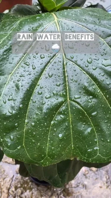 Why Houseplant Owners Are Turning to Rainwater